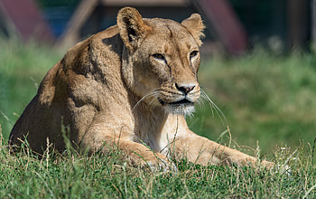 Animals, Predator, Big Cat, Sight, Opinion, Lioness, Wildlife HD wallpaper