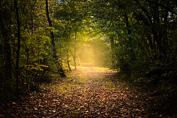 Nature, Autumn, Forest, Fog, Path, Foliage HD wallpaper