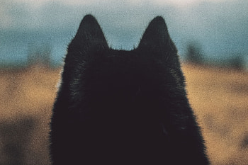 Animals, Dog, Ears, Wool HD wallpaper