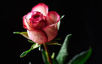 Rose, Bud, Leaves, Flower HD wallpaper