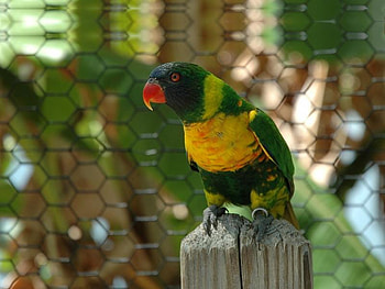 Hah! Where's My Crackers, bird, post, wire, wood, animals, green, yellow, fence, nature, parrot HD wallpaper
