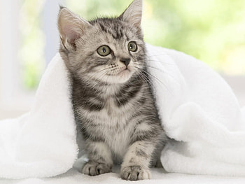 Cat, sweet, animal, kitten, nature, feline, pet HD wallpaper