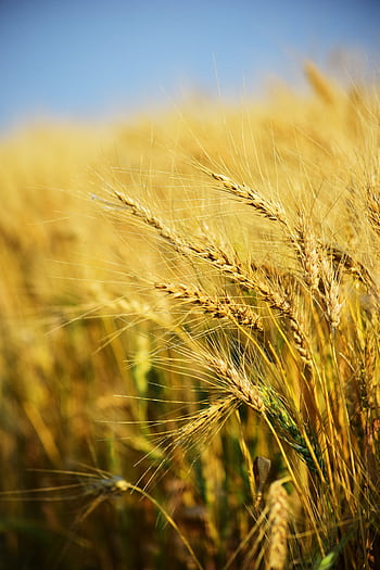 Vibrant wheat stalks in a sunlit rural field capture the essence of summer agriculture. HD phone wallpaper