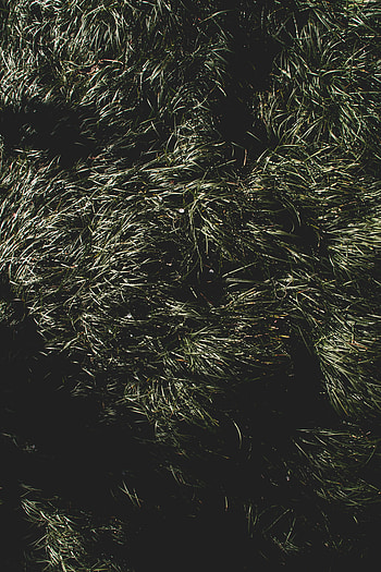 Nature, Grass, Shadow HD phone wallpaper