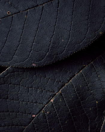 Leaves, Macro, Texture, Surface, Veins HD phone wallpaper