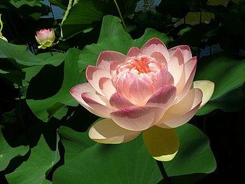 Delicate Pink Lotus Blossom, pink, water, petals, flower HD wallpaper