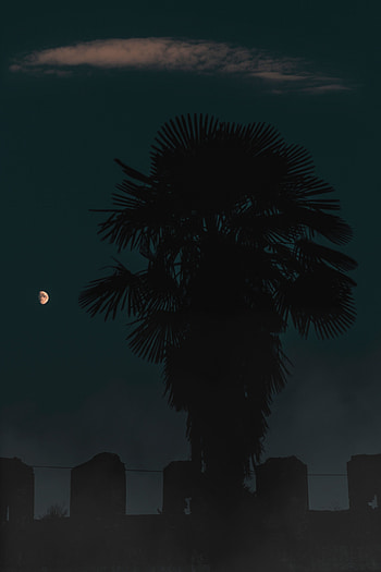 Night, Dark, Wood, Tree, Palm, Outlines HD phone wallpaper
