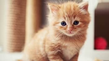 Cute Light Brown Cat Kitten Is Sitting In Blur Background Cute Cat HD wallpaper