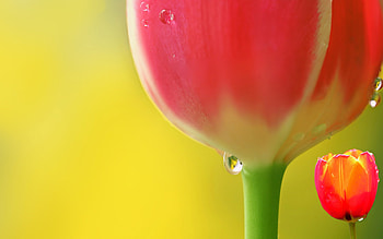 tulips buts, macro, pink tulips, spring flowers, dew, bokeh, pink flowers, water drops, beautiful flowers, tulips HD wallpaper