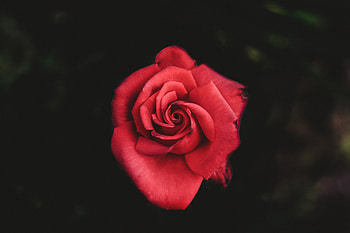 Flowers, Rose Flower, Rose, Petals, Bud HD wallpaper