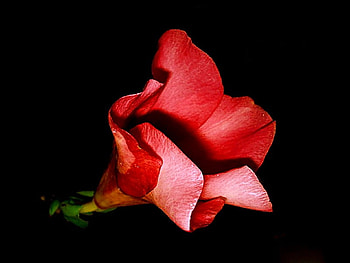 Red Flower, beautiful, , red, flower HD wallpaper