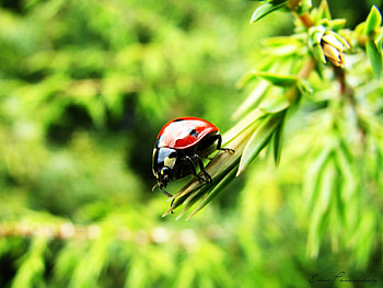 Nature, Insects, Ladybugs HD wallpaper