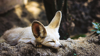 Fennec Fox, Desert beauty, Graceful creature, Sandy habitat HD wallpaper