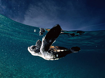 Turtle in french polynesian waters, french polynesia, ocean, turtle swimming HD wallpaper
