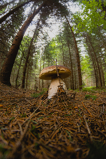 Nature, Forest, Branch, Mushroom, White Mushroom HD phone wallpaper