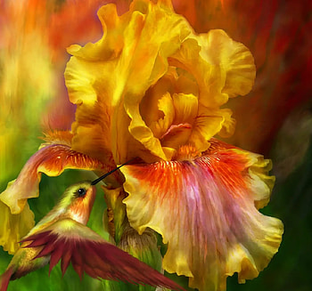 Iris, yellow, carol cavalaris, summer, flower, orange, vara HD wallpaper