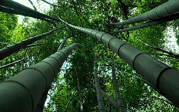 Nature, View, Bamboo, From Below HD wallpaper