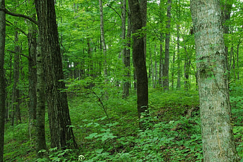 Beautiful Green Forest, ambience, green, nature, fresh, forest, beauty, nice HD wallpaper