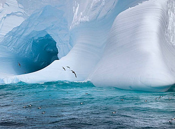 Iceberg Ahoy., blue, birds, ocean, ice HD wallpaper