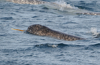 Narwhal, First sighting for research HD wallpaper