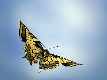 Swallow tail Butterfly, wings, delicate, yellow, tail, long HD wallpaper