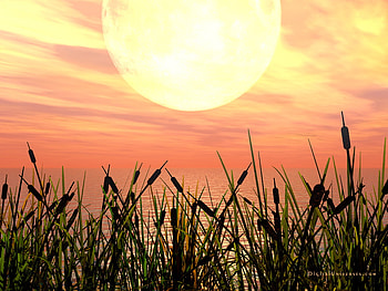 Nature, spike, sun, sunset HD wallpaper
