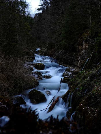 Nature, Rivers, Trees, Stones, Forest, Creek, Brook HD phone wallpaper