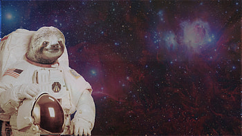Sloth HD wallpaper
