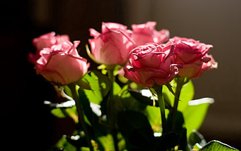 Flowers, Roses, Bouquet, Shadow HD wallpaper
