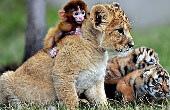 Best Friends Lion Cub And Baby Monkey HD wallpaper