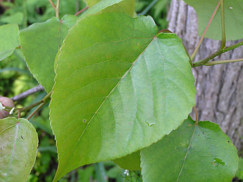 Swamp cottonwood, Purdue Fort Wayne, Wetland trees, Native flora HD wallpaper