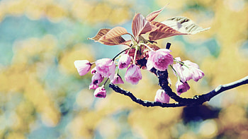 Plant, Macro, Bloom, Flowering, Branch, Spring HD wallpaper