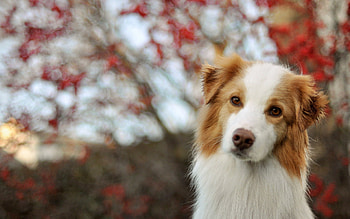 Dog, bark, animal, puppy, friend HD wallpaper