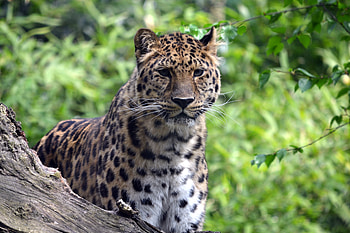 Animals, Leopard, Predator, Big Cat, Wildlife HD wallpaper