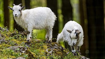 Siblings, Goats HD wallpaper