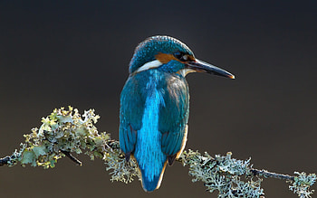 *, m, k, l, o HD wallpaper
