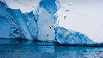 Glacier, Penguin jump, Ice winter nature, U HD wallpaper
