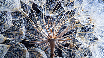 Inside a Dandelion with Seeds, macro, dandelion, nature, flower HD wallpaper