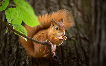 Adorable squirrel, cuteness, graphic charm, -perfect pose HD wallpaper