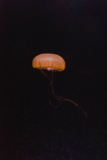 Jellyfish, Dark, Minimalism, Underwater World, Depth HD phone wallpaper