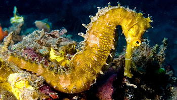 Seahorse collection, Captivating ry, Oceanic charm, Aquatic serenity HD wallpaper