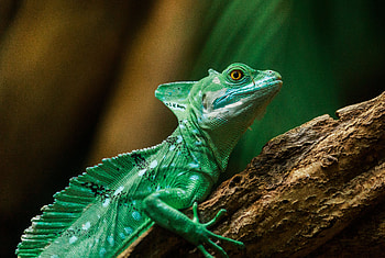 Animals, Color, Lizard, Reptile, Scale, Scales HD wallpaper