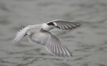 Animals, Bird, Wings, Wave, Sweep HD wallpaper