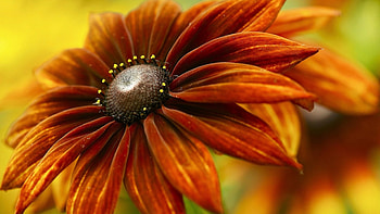 Beautiful Flower, orange, petals, red, flower HD wallpaper