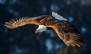 Flight, predator, bird, bald eagle HD wallpaper