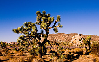 Joshua Tree National Park, Pristine nature, , Tranquil background HD wallpaper