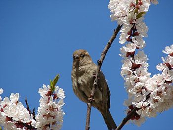 Animals, Birds HD wallpaper