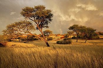 African grassland, Wildlife sanctuary, Vast open savannah, Stunning backgrounds HD wallpaper
