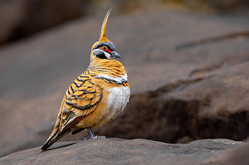 Spinifex pigeon (Geophaps plumifera), also known as the Plumed pigeon or Gannaway pigeon, Animal, pigeon HD wallpaper