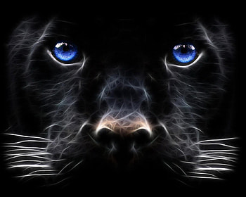 Dog HD wallpaper